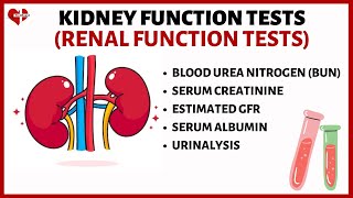 Kidney Function Tests KFTs Explained Serum Creatinine Serum Albumin BUN eGFR and Urinalysis [upl. by Nidroj362]