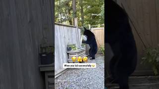 Funny bear videos  animals bear funny pets comedy [upl. by Bekha]