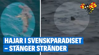 Hammarhaj siktad i svenskparadiset – stänger stränder [upl. by Hafirahs383]