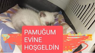 OĞLUM BUGÜN YİNE KEŞFETME ÇALIŞMALARINA DEVAM EDİYOR YAVRU KEDİ VİDEOSU TATLI KEDİ VİDEOSU KEDİ [upl. by Serles102]