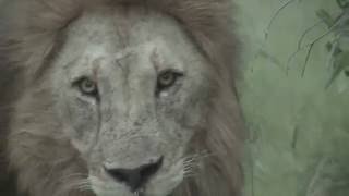 Killing of lion cubs by adult male lions  Warning Graphic Content [upl. by Lehcim]