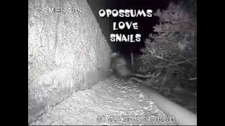 Opossums love Snails [upl. by Eelyrehc]