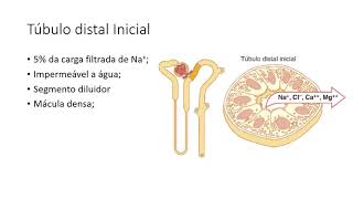 Transporte Tubular Renal Parte 2 [upl. by Atyekram]