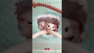 A girl saved little sugar gliders in a storm sugarglider loveanimals shorts [upl. by Fraser]