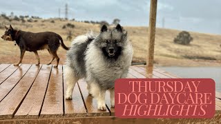 Thursday Dog Daycare Madness Golden Retrievers Gone Wild amp Sandpit Craziness [upl. by Thorbert]