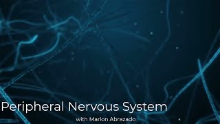 Physiology Lecture  09 Peripheral Nervous System Somatic [upl. by Jeritah]