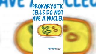 Eukaryotes vs Prokaryotes 🤔 [upl. by Irneh]