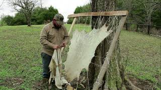 Tanning a Deer Hide Part 3 Stretching and Drying [upl. by Nojram]