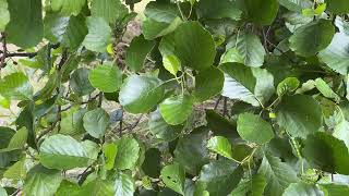 Common alder  branches twigs amp leaves  June 2024 [upl. by Pierrette]