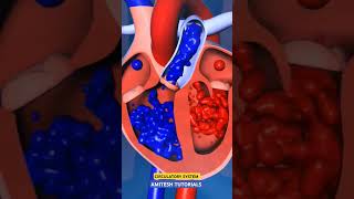 Circulatory System  Heart amiteshtutorials amiteshsir heart science lucknoweducation [upl. by Meave]