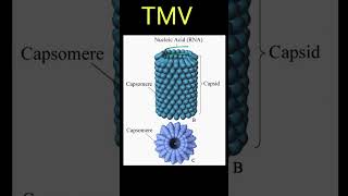 T4 Bacteriophage and TMV [upl. by Cleveland]