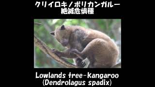 パプアニューギニアの自然を守ろう！キノボリカンガルー！絶滅危惧種！Lowlands treekangaroo Dendrolagus spadix Shorts ≫ 加藤英明【公式】かとチャン [upl. by Sharla]