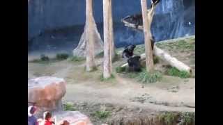 Caught on Tape Crazy Chimp Brawl At The Animal Kingdom [upl. by Laiceps109]