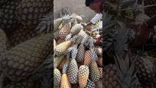 We are still supplying fresh fruits Wisemen AgriCare Limited we are still the pineapple people [upl. by Trager]