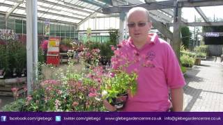 Astrantia  Glebe Garden Centre Leicester [upl. by Nylde]