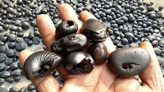 Gandaki river shaligram  different kinds of smaller sri shaligram shila  gandaki river shaligram [upl. by Latoniah685]