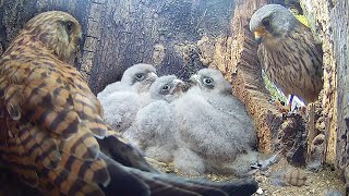 Kestrels Face Tough Decisions To Ensure Chicks Survive  Athena amp Apollo  Robert E Fuller [upl. by Madlen]