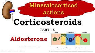 Corticosteroids Part 5  Mineralocorticoids  Aldosterone  Pharmacology [upl. by Alexine]