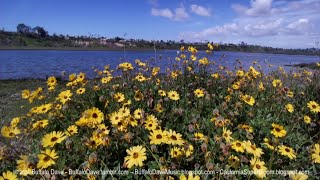 Super Bloom 2024 – Amazing California Super Bloom 2024 [upl. by Gibson989]