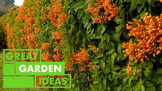 All about Pyrostegia  GARDEN  Great Home Ideas [upl. by Sirtimid]