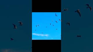 The Most Epically🍬Seagull Flock Formation  Watch😎the Ending😎Epic Curve👀😬🥹❤️asmrsounds shorts [upl. by Zetnod]