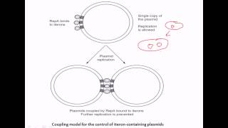 Iteron mediated copy number control [upl. by Graig]