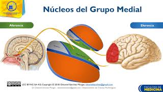 Tálamo Conformación Núcleos del Grupo Anterior y Medial  Dr Ottoniel Sánchez [upl. by Trace]