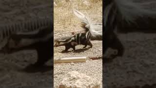 Western spotted skunks are great climbers and will stand on their front legs when spraying skunks [upl. by Oidgime]