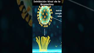 🔬 Inhibición Viral con Bromelina🌿 [upl. by Doggett454]