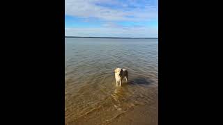 Exploring Nanjemoy Wildlife Management Area with a Wet Dog [upl. by Nymsaj]