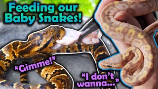 Feeding Baby Snakes their First Meals [upl. by Egan934]