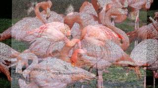 Les Flamants Roses [upl. by Ragan]