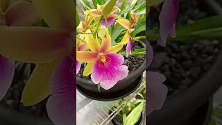 Milmiltonia Sunset she is doing fine after her repot semihydro orchid plantcare [upl. by Eirrok]