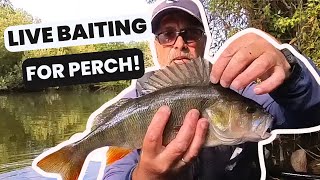 Hooking Huge Perch With Livebait On The River Waveney [upl. by Llerrem]