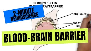 2Minute Neuroscience BloodBrain Barrier [upl. by Pretrice70]