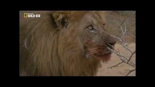 Documental de Leones  National Geographic Documentales  EL REY DE LA MANADA [upl. by Justus]