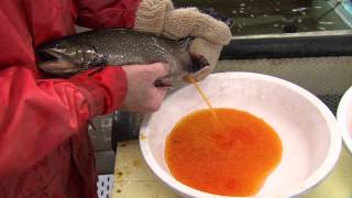 Nova Scotia Fishing Hatcheries [upl. by Sauveur]