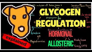 Glycogen regulation by Insulin and GlucagonEpinephrine USMLE Biochemistry [upl. by Annaiv]