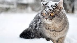 The Wonderful World of Cats  HD Nature Wildlife Documentary [upl. by Burwell525]