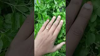 Latest gold finger ring designnewgold earringdesign goldstyle jewellery fashion gold [upl. by Eva322]