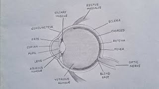 How To Draw Human Eye  Human Eye Diagram humaneye eye [upl. by Mcclenon384]