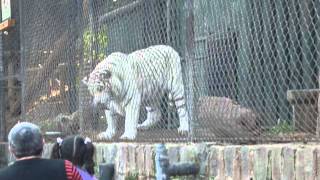 Tigre blanco se come paloma en Zoologico de santiago [upl. by Esli]