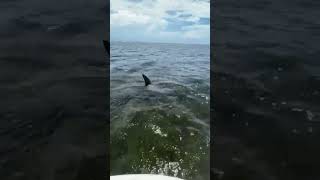 10 Foot Hammerhead encounter while Scalloping in Steinhatchee scalloping shark florida [upl. by Allevon788]