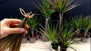 How to grow Dracaena plants from cuttings [upl. by Aura]