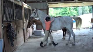 How to Mount a Horse Bareback [upl. by Moreen]