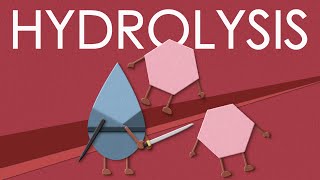 Hydrolysis of carbohydrates [upl. by Nacnud]