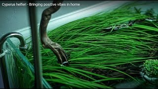 Cyperus helferi  Bringing positive vibes in home [upl. by Monahan707]