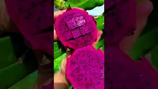 enjoy beautiful nature life 🍏🍎🍓🍈🍌🍇🍉🍈🍊shorts ytshorts nature fruit [upl. by Assilaj]