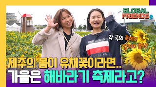 제주의 봄이 유채꽃이라면 가을은 해바라기 축제라구🌻 해바라기 축제의 현장 Lets go💛  글로벌 프렌즈 [upl. by Shayn]