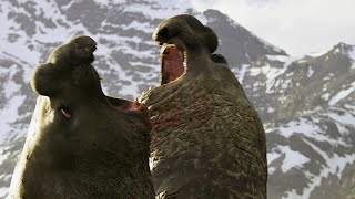 Battle Between Two Bull Elephant Seals  4K UHD  Seven Worlds One Planet  BBC Earth [upl. by Switzer816]